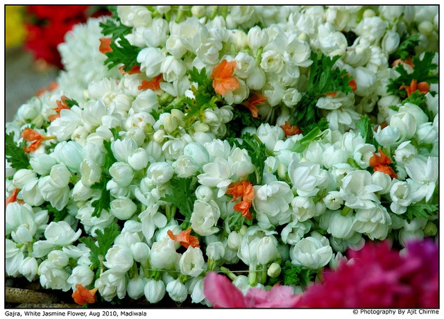 gajra-flower-feature-image.jpg